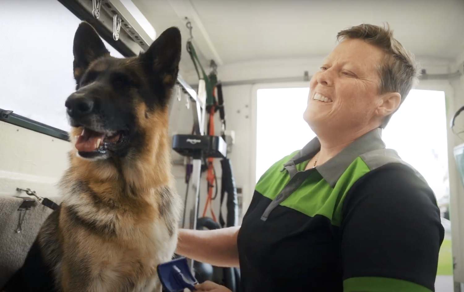 A German Shepherd receiving a professional de-shedding treatment